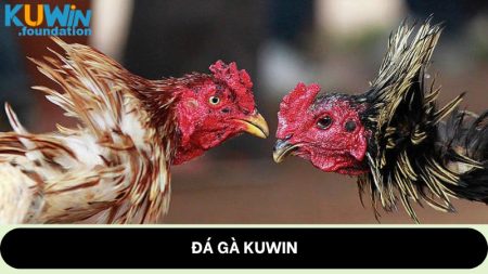 Đá gà Kuwin: Cung cấp những trận đấu mãn nhãn, thú vị