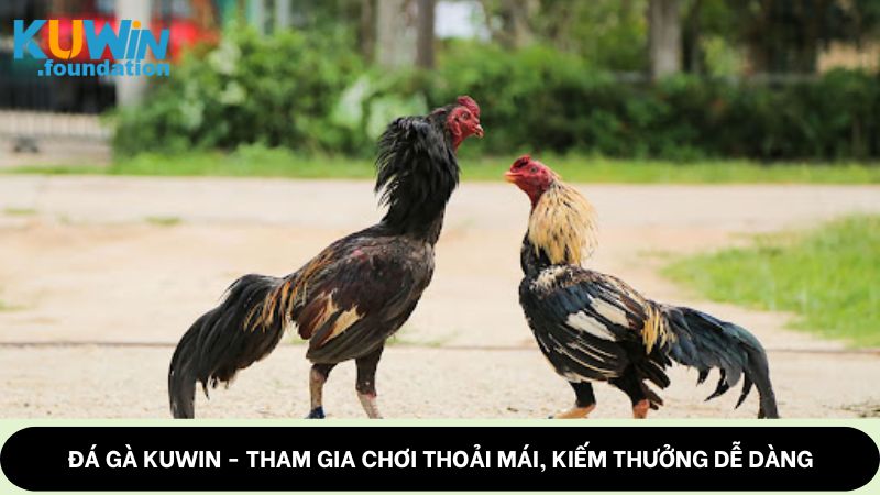 Đá gà Kuwin: Cung cấp những trận đấu mãn nhãn, thú vị 1 Đá gà Kuwin - Tham gia chơi thoải mái, kiếm thưởng dễ dàng
