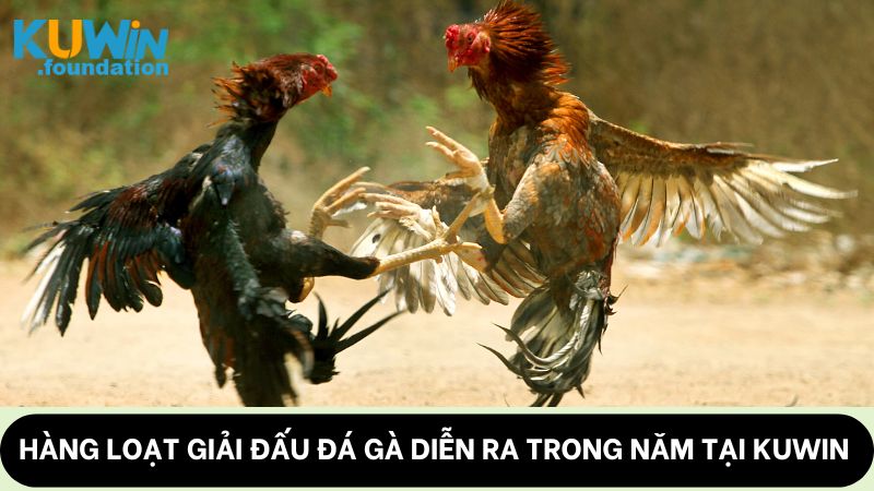 Đá gà Kuwin: Cung cấp những trận đấu mãn nhãn, thú vị 3 Hàng loạt giải đấu đá gà diễn ra trong năm tại Kuwin