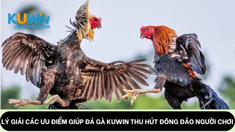 Đá gà Kuwin: Cung cấp những trận đấu mãn nhãn, thú vị 2 Lý giải các ưu điểm giúp đá gà Kuwin thu hút đông đảo người chơi